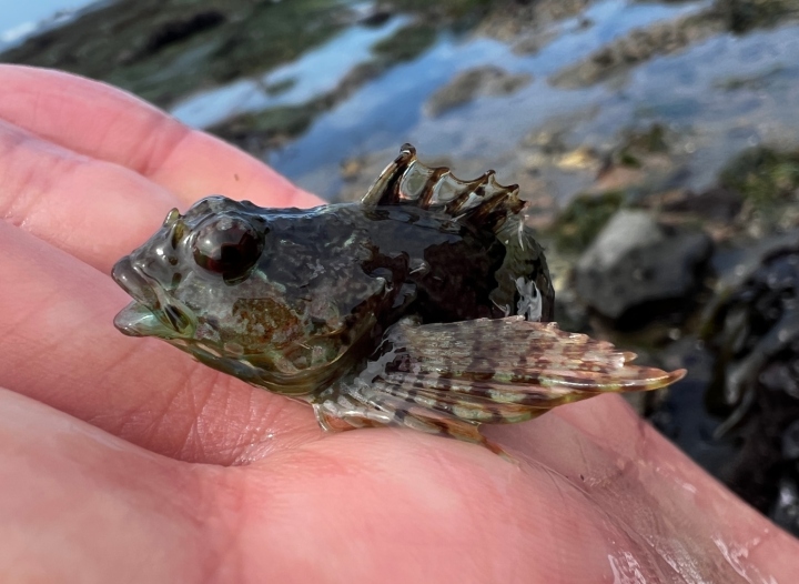 Woolly Sculpin